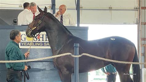 goshen yearling sale|goshen yearling auction.